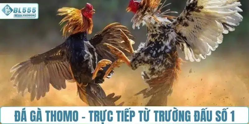 Đá gà Thomo - Trực tiếp từ trường đấu số 1