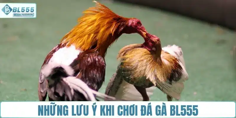 Những lưu ý quan trọng khi chơi đá gà BL555